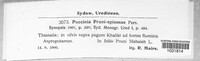 Tranzschelia pruni-spinosae image